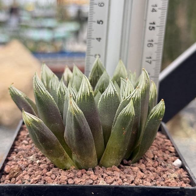 Haworthia 'Argia'