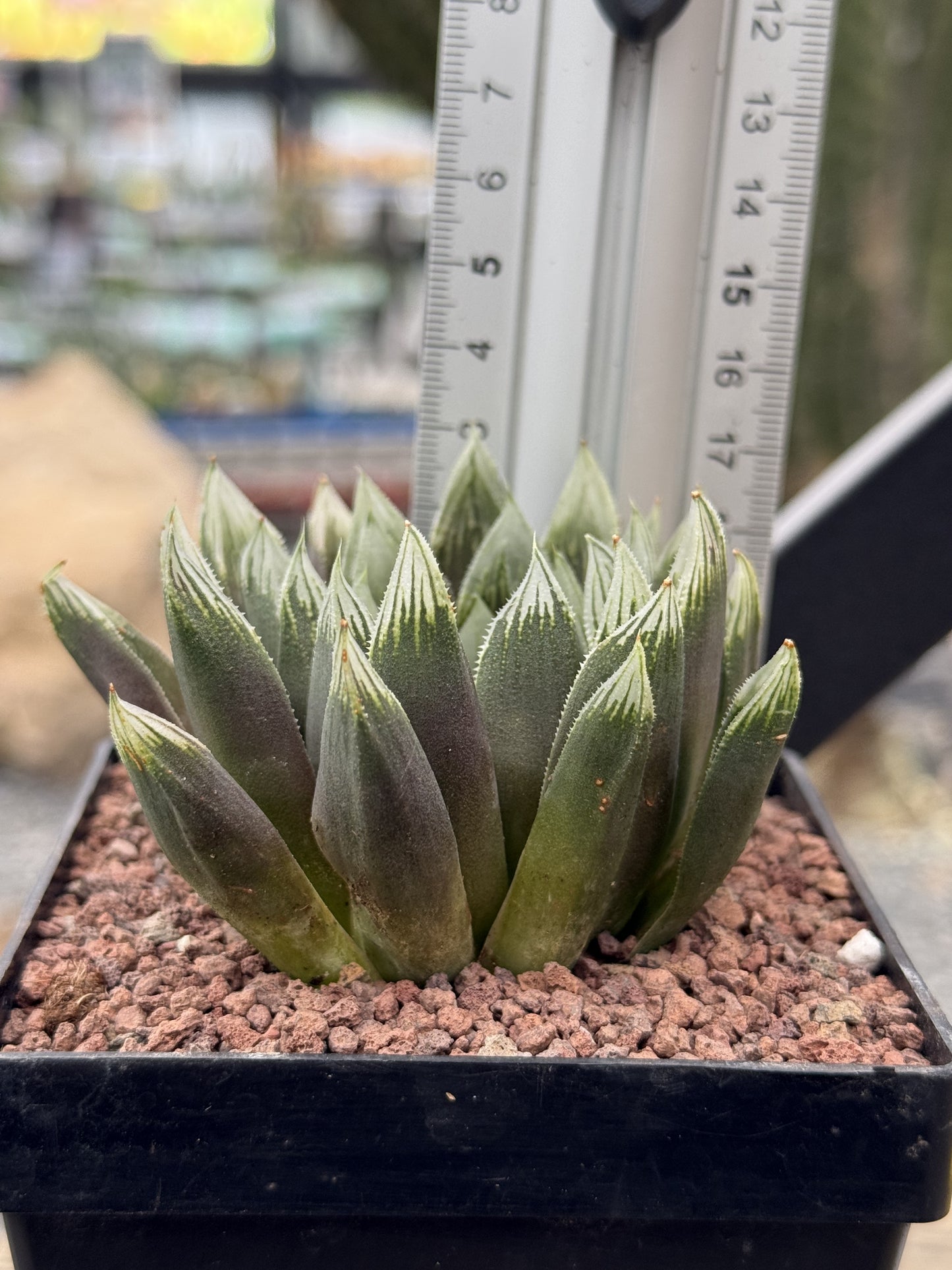 Haworthia 'Argia'