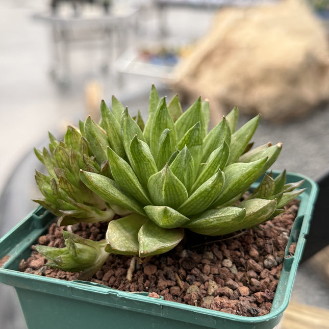 Haworthia marumiana var. Marumiana