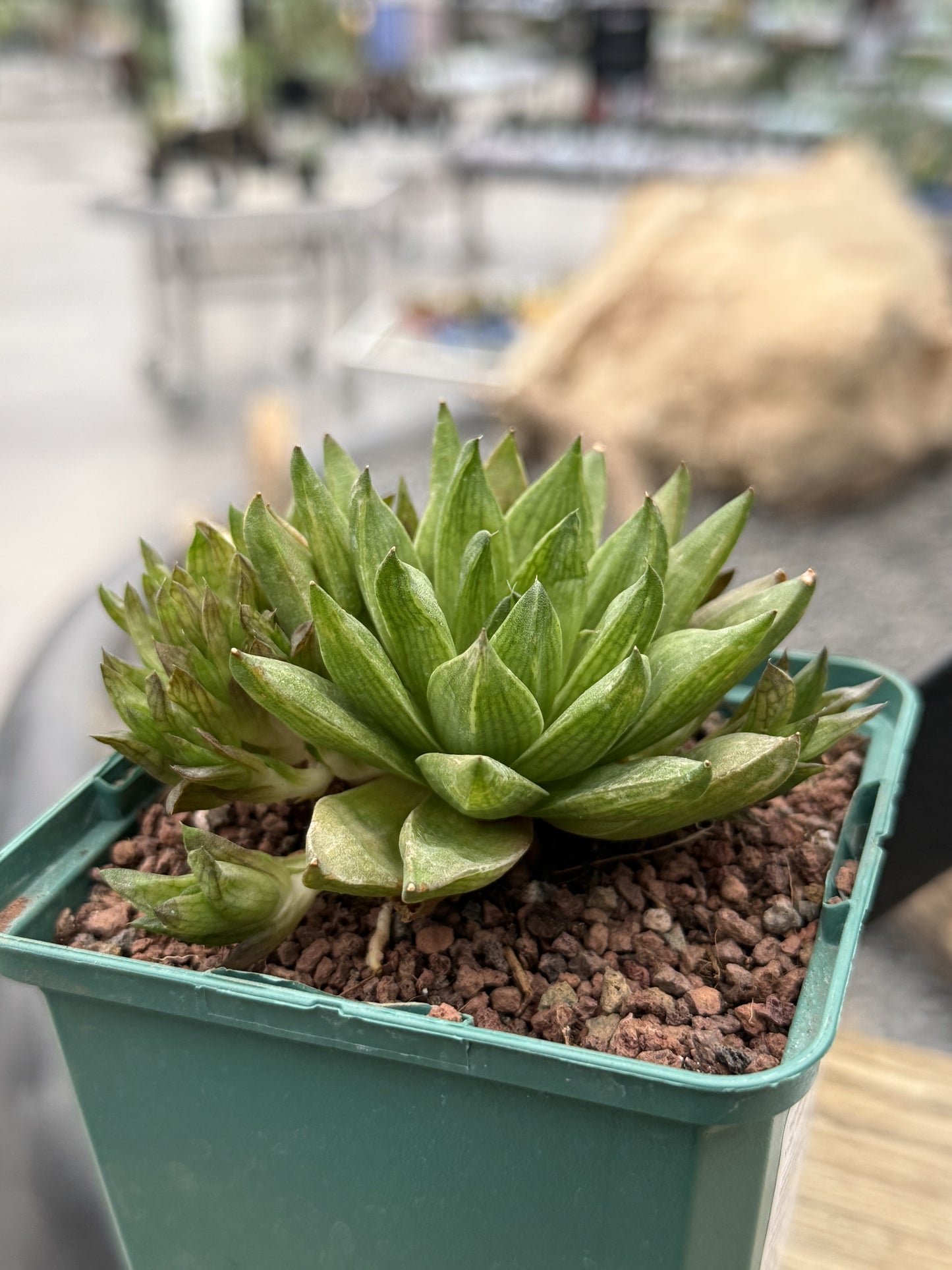 Haworthia marumiana var. marumiana