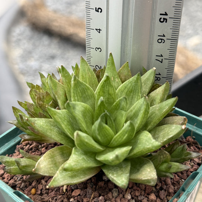 Haworthia marumiana var. Marumiana