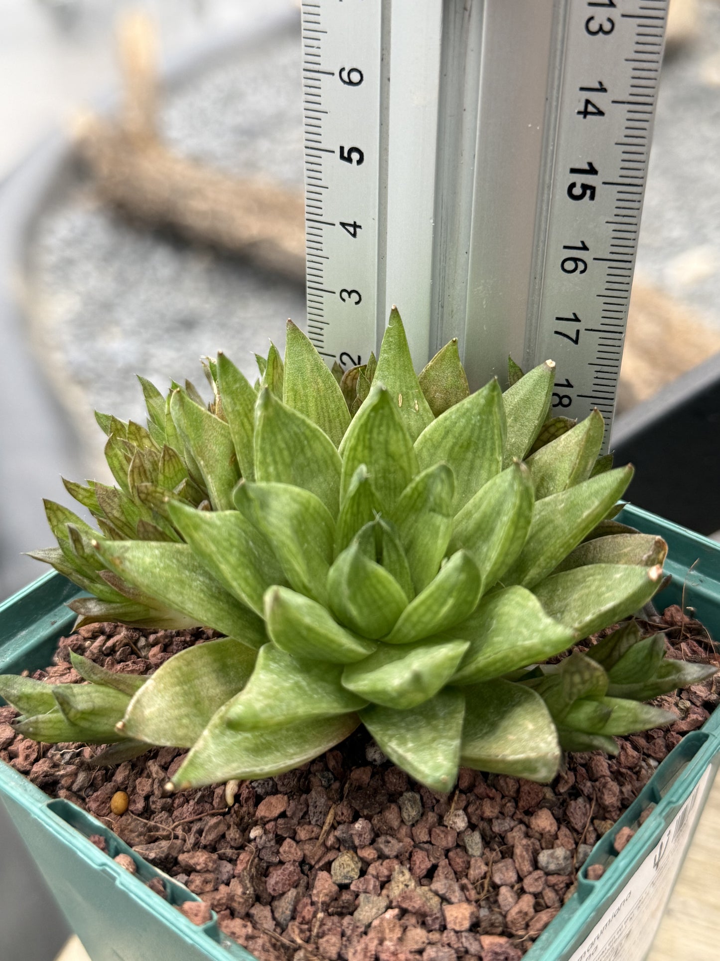 Haworthia marumiana var. marumiana