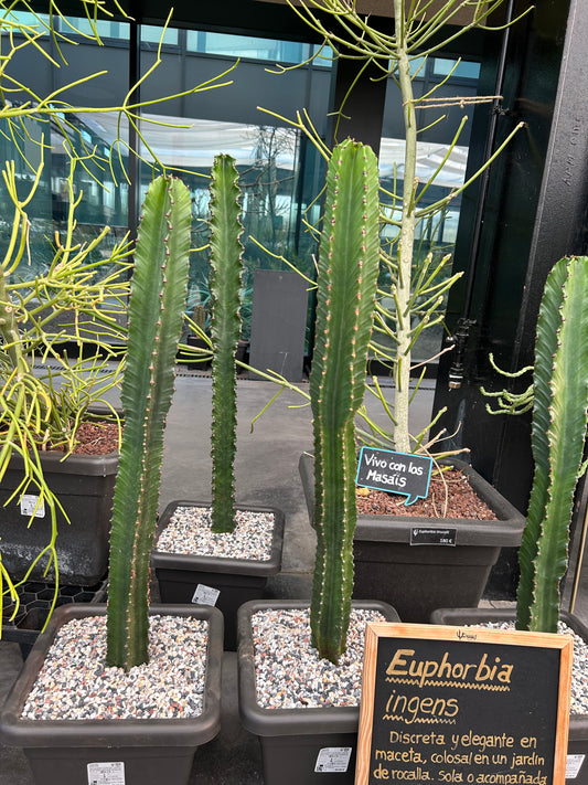 Euphorbia erythraede