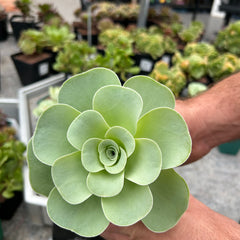 Collection image for: Aeonium