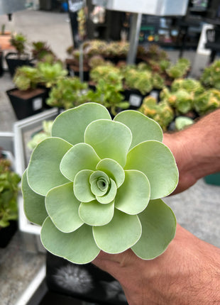Aeonium aureum