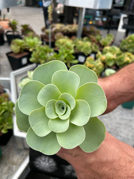 Aeonium aureum