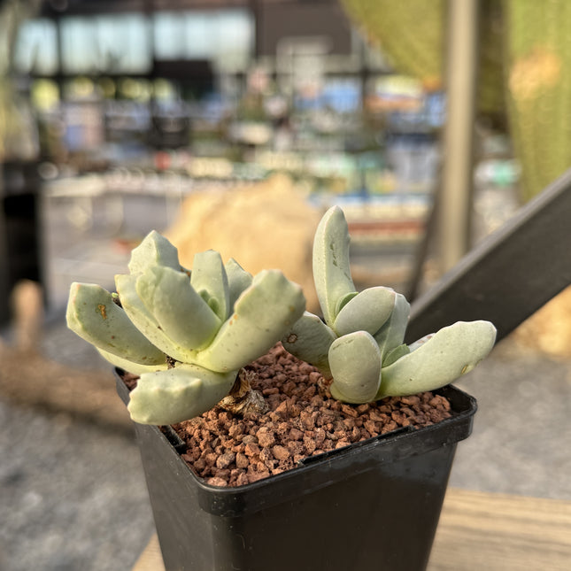 Dracophilus delaetianum