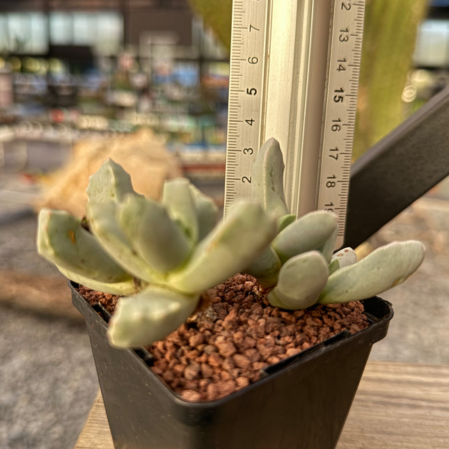 Dracophilus delaetianum