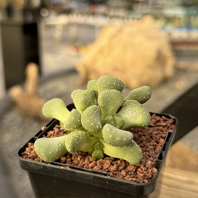 Aloinopsis villettii