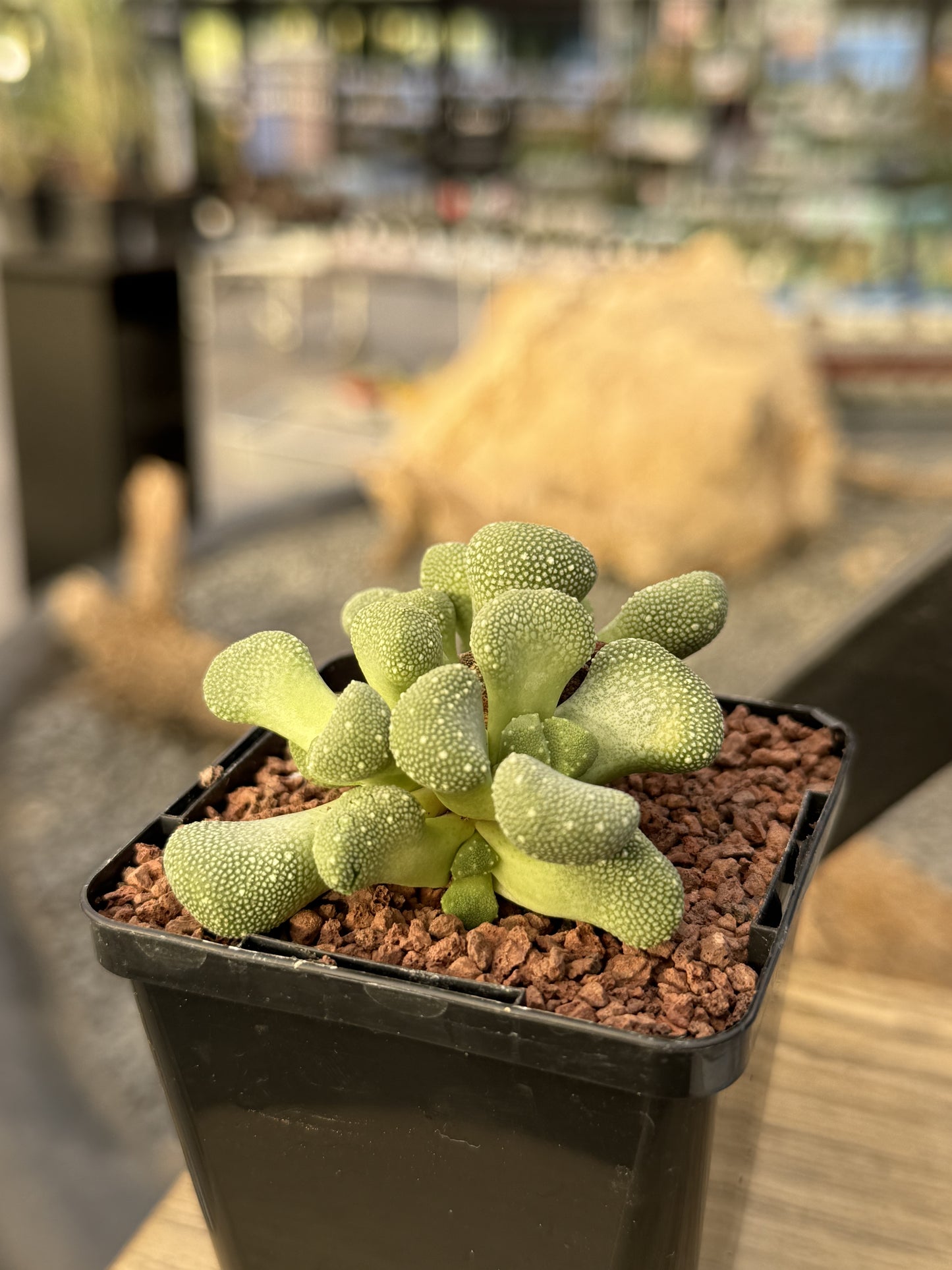 Aloinopsis villettii