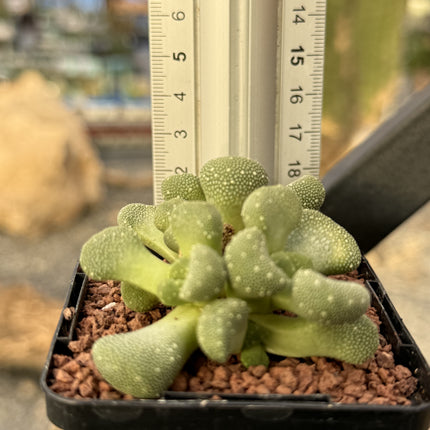 Aloinopsis villettii