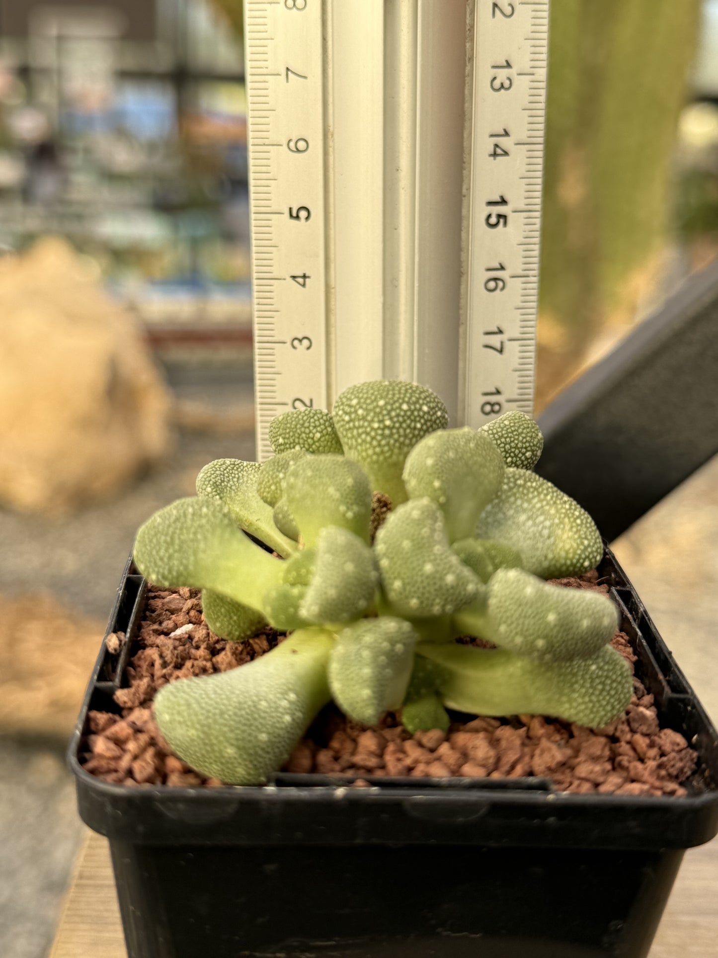 Aloinopsis villettii