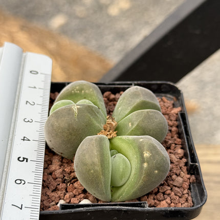 Gibbaeum dispar