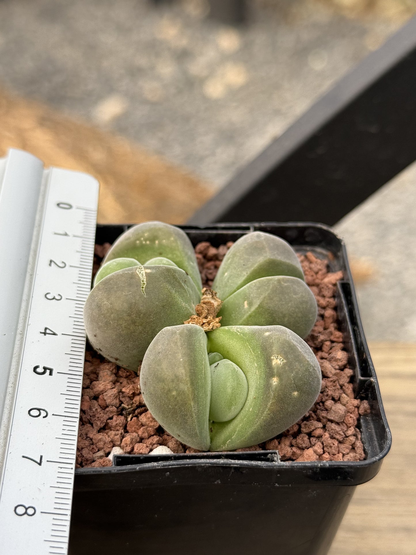 Gibbaeum dispar