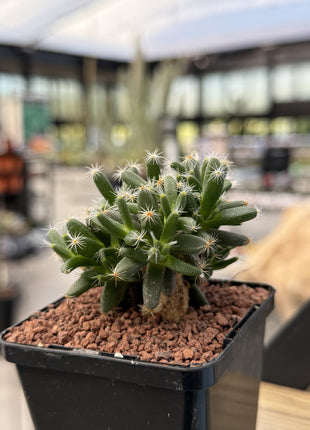 Trichodiadema densum