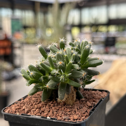 Trichodiadema densum