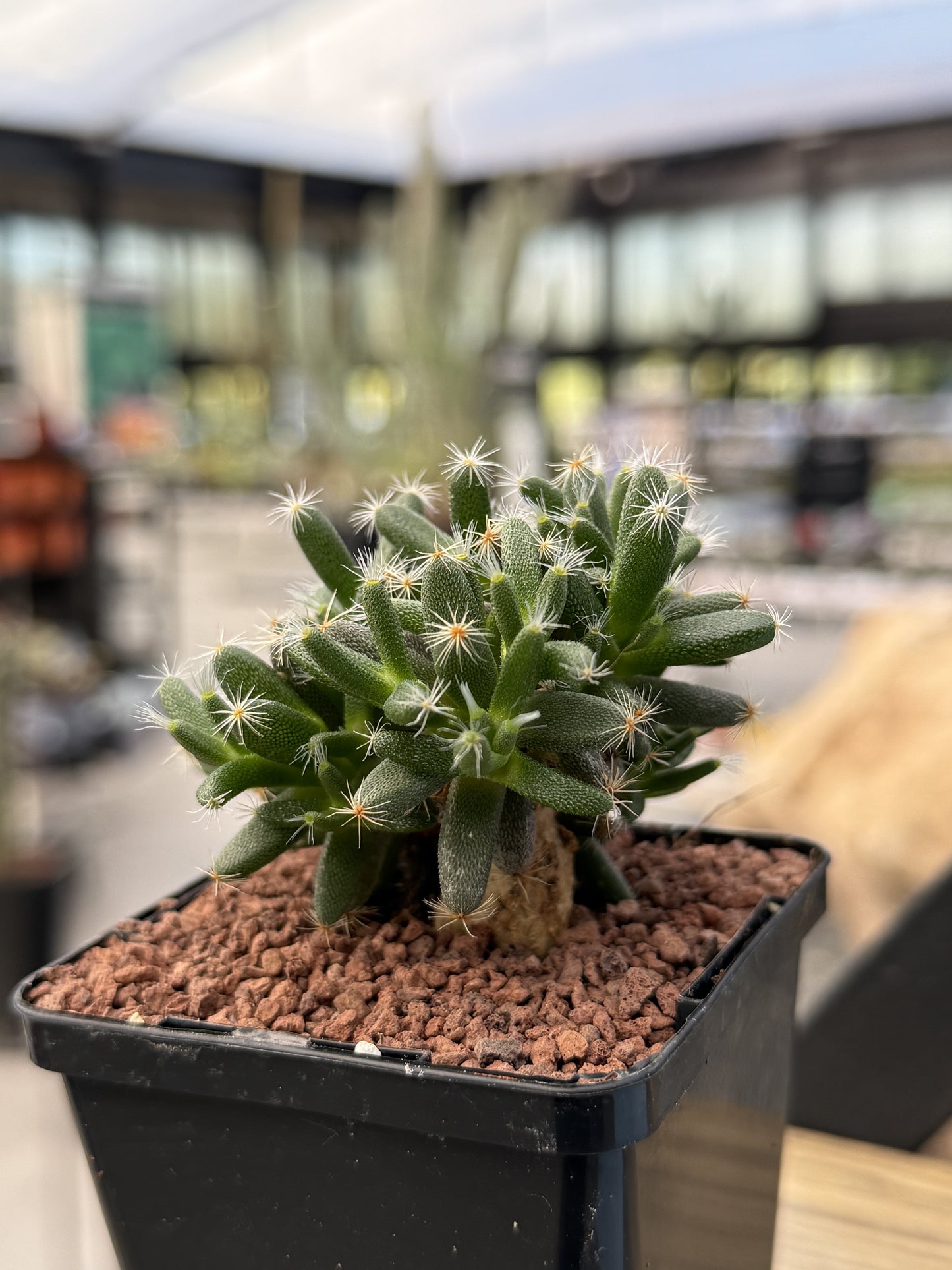 Trichodiadema densum