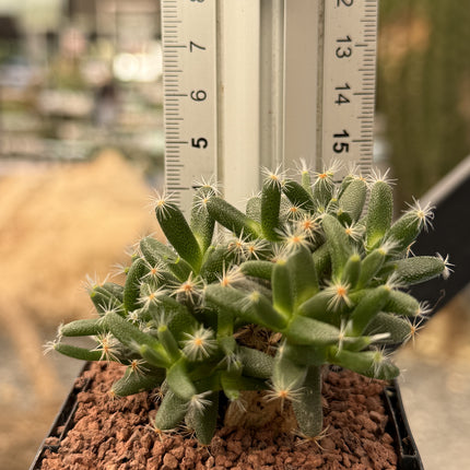 Trichodiadema densum