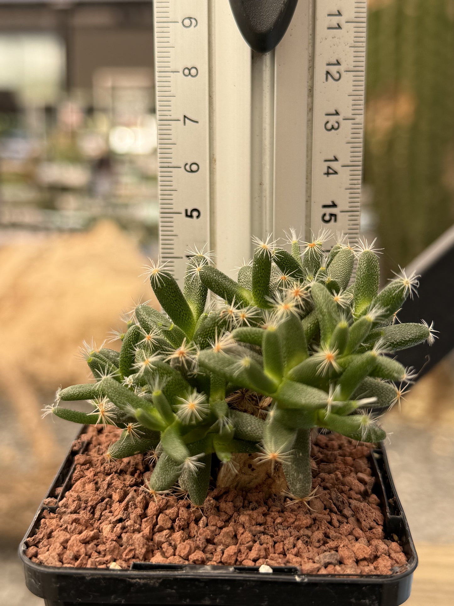 Trichodiadema densum