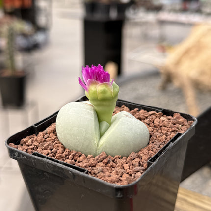 Argyroderma testiculare