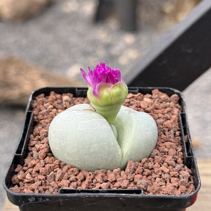 Argyroderma testiculare