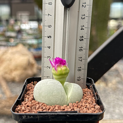 Argyroderma testiculare