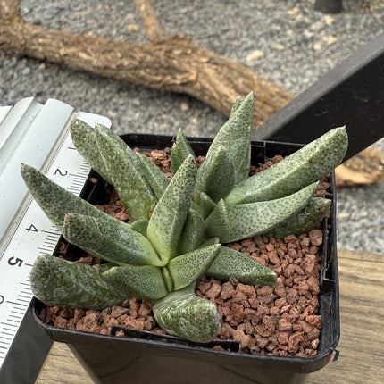 Cheiridopsis imitans