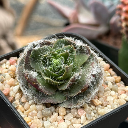 Crassula barbata