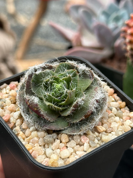 Crassula barbata