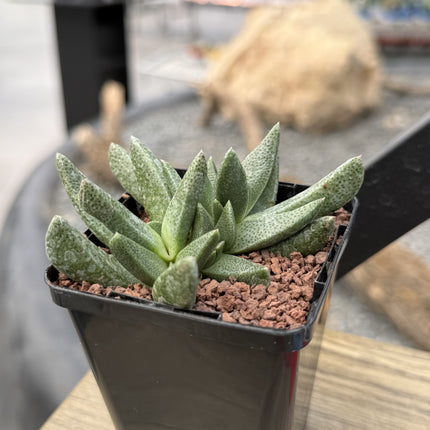 Cheiridopsis imitans