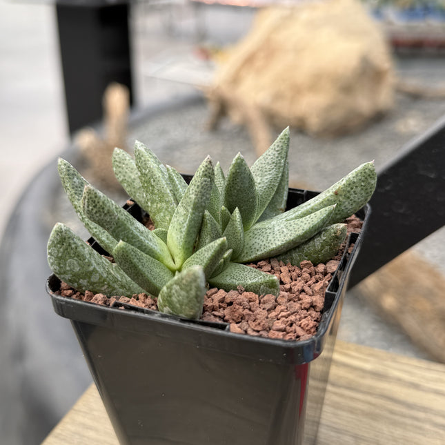 Cheiridopsis imitans