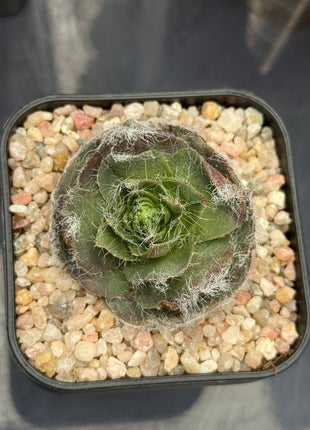 Crassula barbata