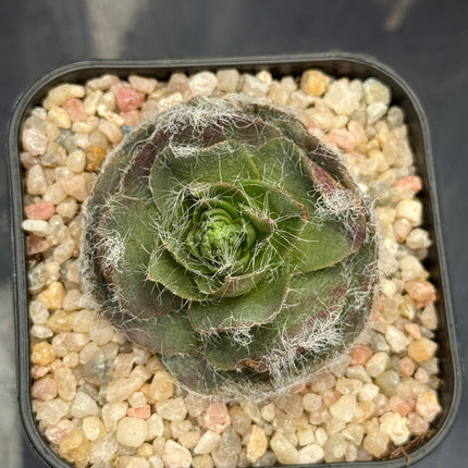 Crassula barbata