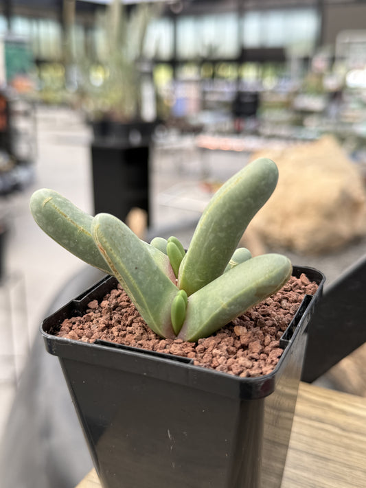 Gibbaeum fissoides