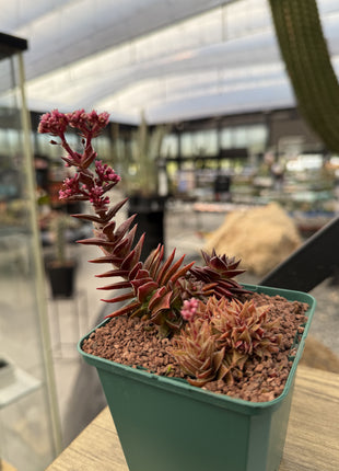 Crassula capitella subs. Thyrsiflora