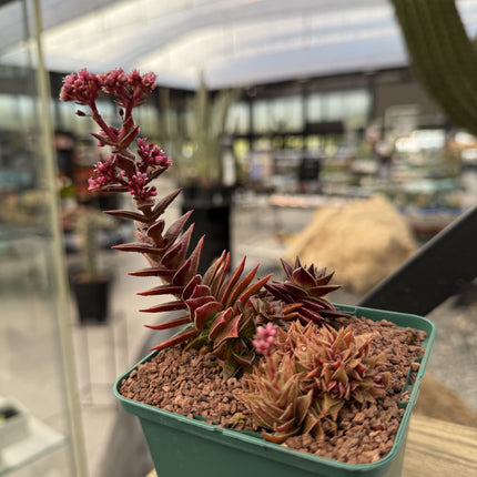 Crassula capitella subs. Thyrsiflora