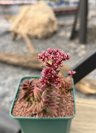 Crassula capitella subs. Thyrsiflora