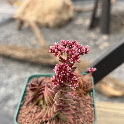 Crassula capitella subs. Thyrsiflora