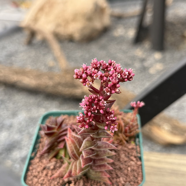 Crassula capitella subs. Thyrsiflora