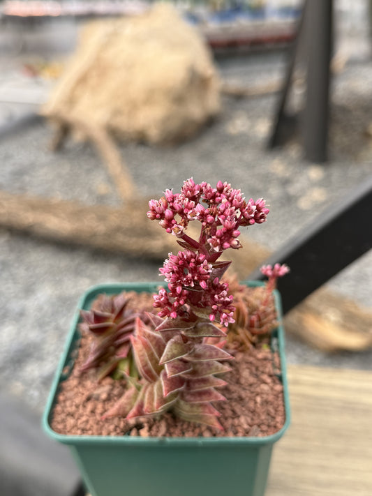 Crassula capitella subs. thyrsiflora