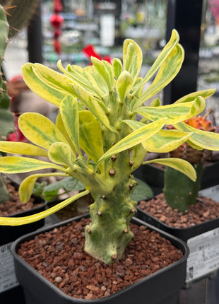Euphorbia neriifolia f. variegata