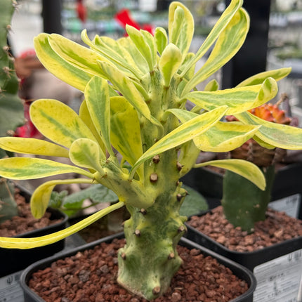 Euphorbia neriifolia f. variegata