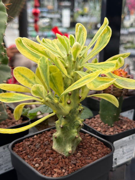 Euphorbia neriifolia f. variegata