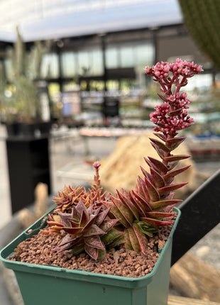 Crassula capitella subs. Thyrsiflora