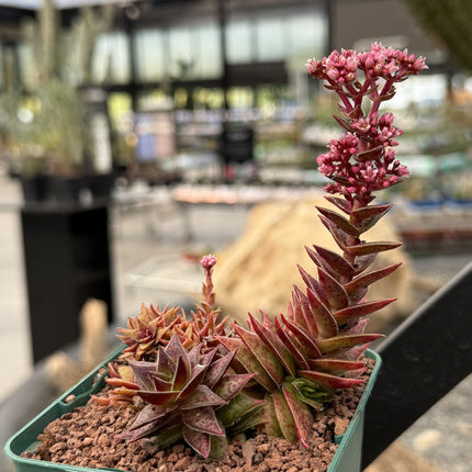 Crassula capitella subs. Thyrsiflora