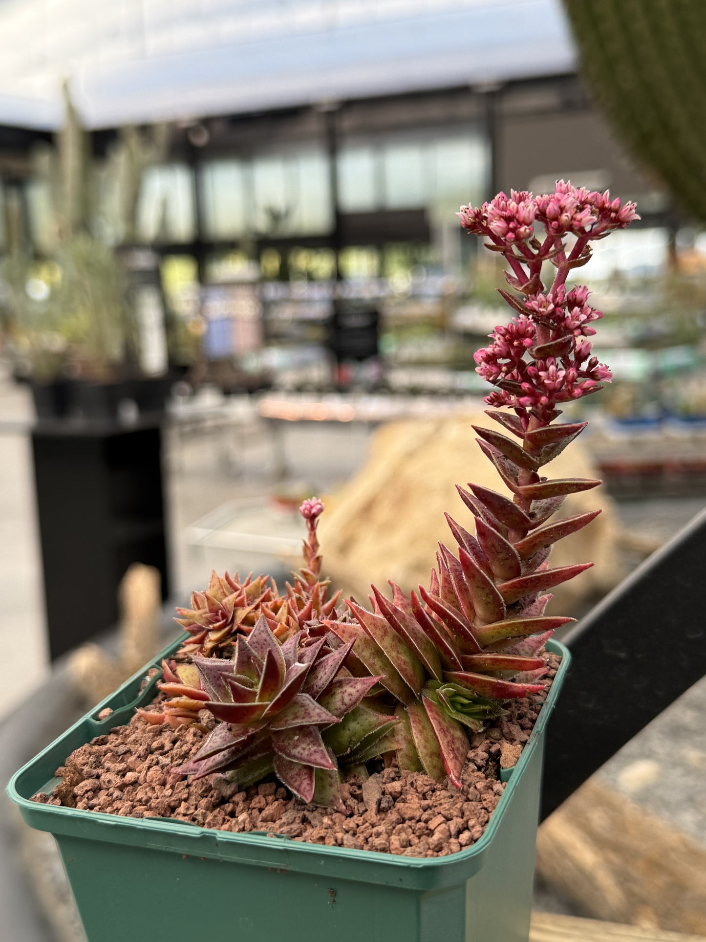 Crassula capitella subs. thyrsiflora