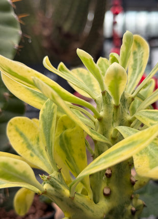 Euphorbia neriifolia f. variegata