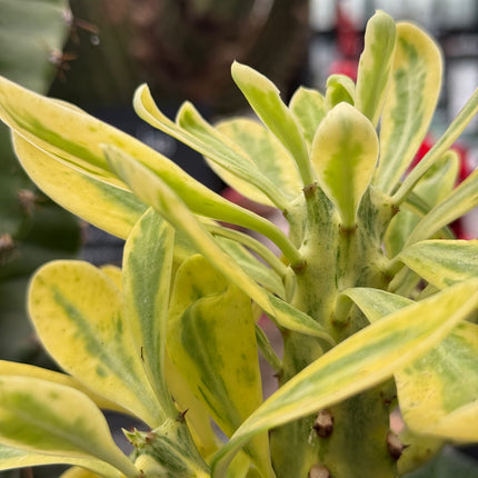 Euphorbia neriifolia f. variegata
