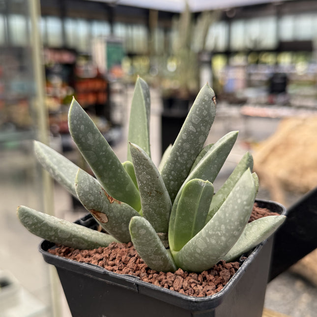 Machairophyllum albidum