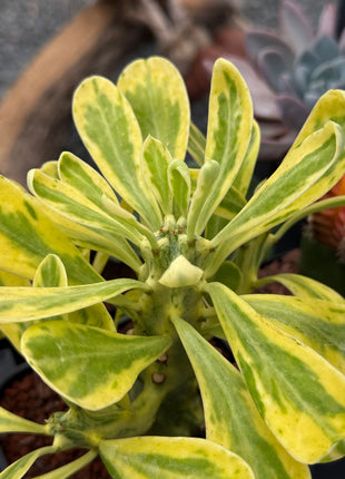 Euphorbia neriifolia f. variegata